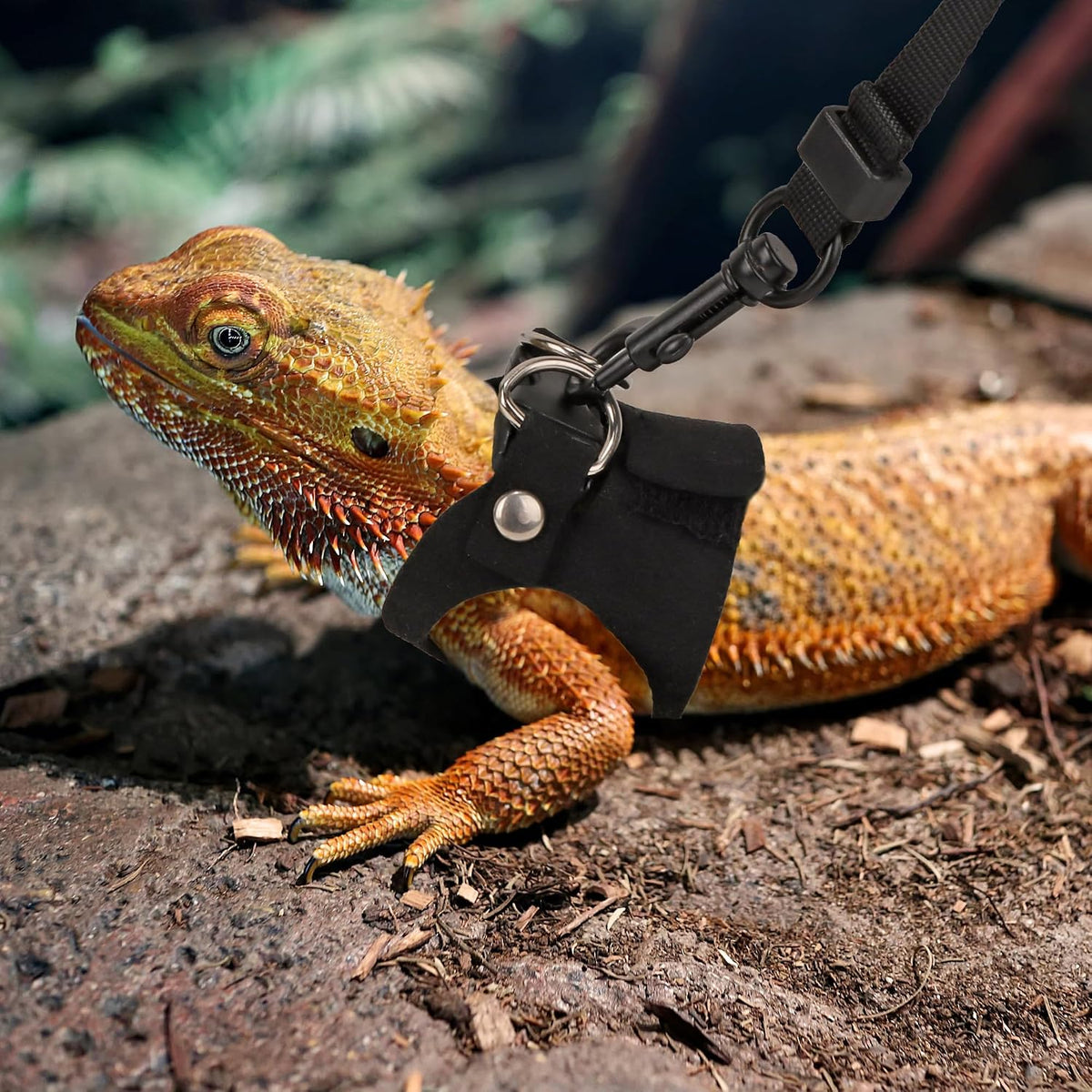 Bearded Dragon Harness Leash Set, 3 Size Lizard Harness - Black - image 3