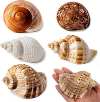 5PCS Large Hermit Crab Shells 2.8"-4" Seashells