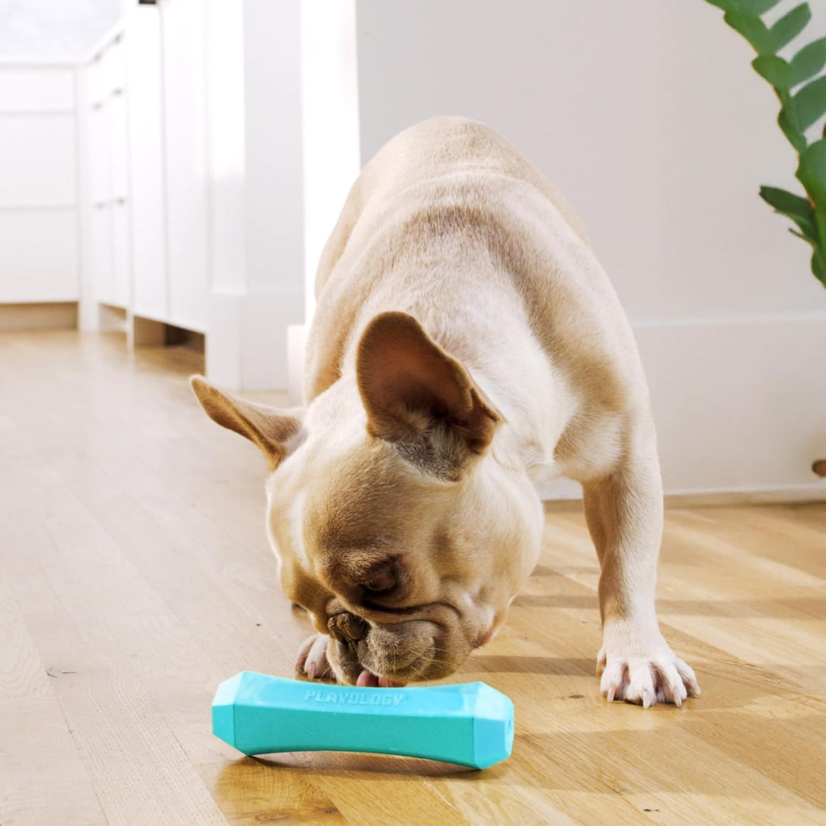 Playology Squeaky Chew Stick Scented Dog Toy - Medium / Peanut Butter - image 3