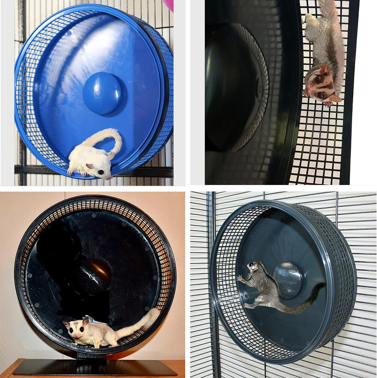 Silent Runner Pro, Sugar Glider Exercise Wheel - Blue with Attachment