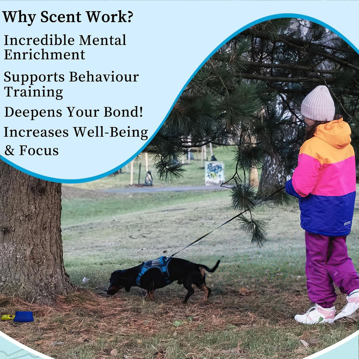Dog Scent Training kit, Brain Games, Hide and Seek Toys - Blue - image 4