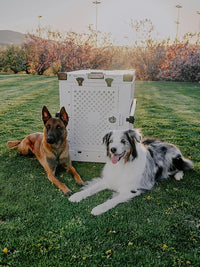Impact Collapsible Dog Crate - Foldable Hard Crate for Medium Dogs - Heavy Duty Travel Kennel with Powder-Coated Aluminum - Quick Setup for Indoor & Outdoor (Black, 30" (30.5" L x 20.5" W x 26" H))