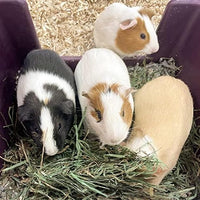 Blue Mountain Hay | Fresh Teff Grass Hay (48 Ounce) | Low NSC, High Fiber, Healthy Weight Management | High-Altitude Hay Pet Food for Rabbits, Guinea Pigs, Chinchillas, Hamsters, and Other Small Pets