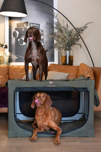 Noah & Paw XXL Collapsible Dog Crate, 42" - Green / 35.5"L x 25.2"W x 23.4"H - image 2