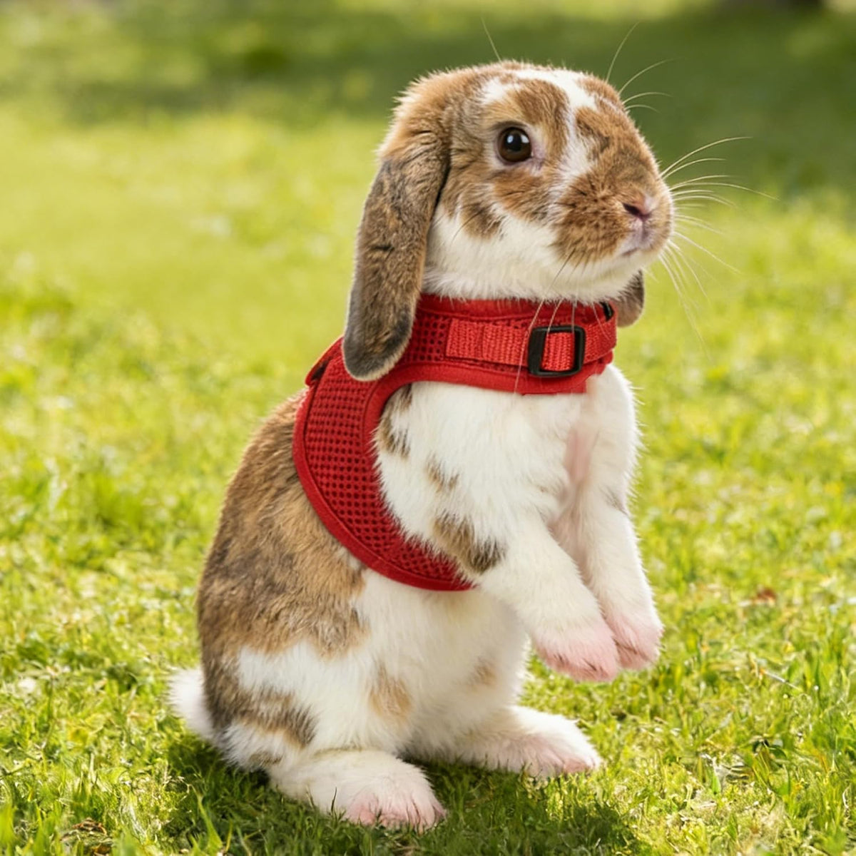 Breathable Bunny Harness and Leash Set with Cute Bow, Black S – Essentials for Small Pets - M / Red - image 2