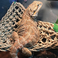 Bearded Dragon Hammock,Lizard Lounger Reptile Tank Hanging Plants Climbing Jungle Vines Flexible - Type：Triangular and rectangular hammock - image 2