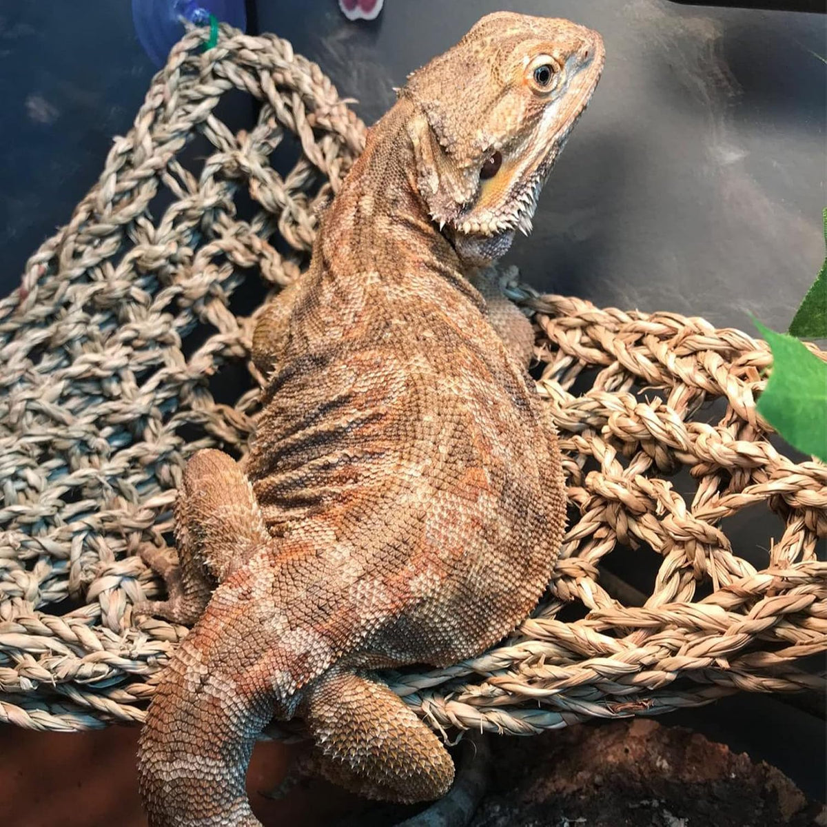 Bearded Dragon Hammock,Lizard Lounger Reptile Tank Hanging Plants Climbing Jungle Vines Flexible - Type：Triangular and rectangular hammock - image 2