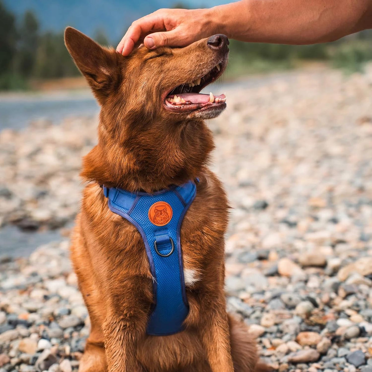 Wilderdog Lightweight Dog Harness with Reflective Straps - Lunar / Large - image 2