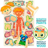 Human Body Model for Kids - Natural Multicolor - image 4