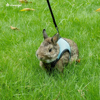Niteangel Adjustable Soft Harness with Elastic Leash for Rabbits – Essentials for Small Pets - M / Blue - image 2