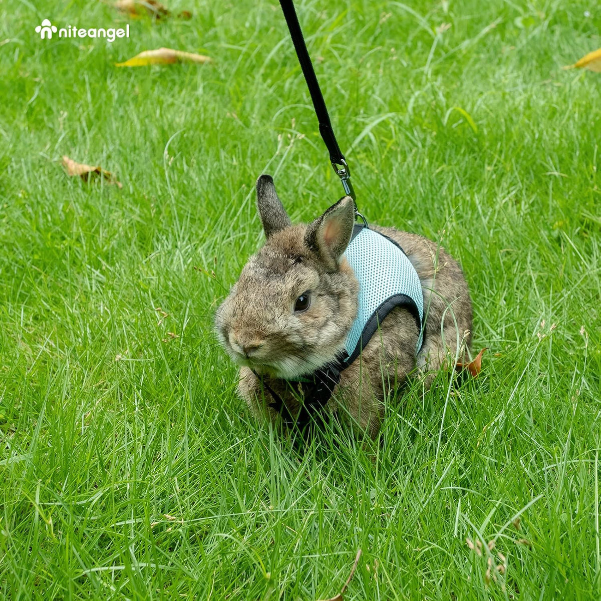 Niteangel Adjustable Soft Harness with Elastic Leash for Rabbits – Essentials for Small Pets - M / Blue - image 2