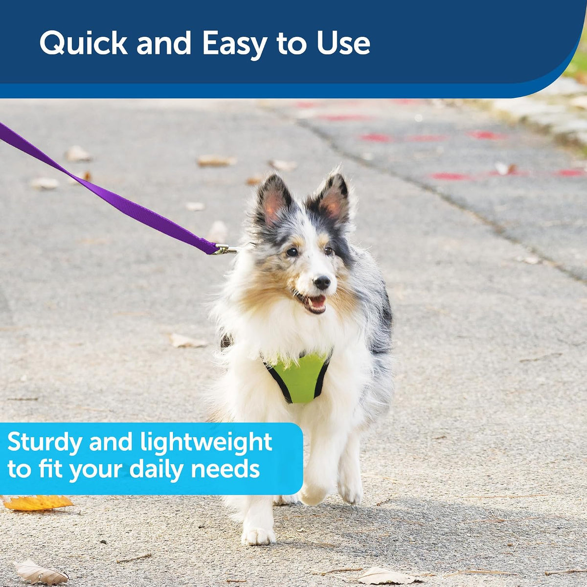 PetSafe Nylon Dog Leash, Strong, Durable - 1 in. x 6 ft. / Deep Purple - image 3