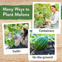 HOME GROWN 𝗨𝗦𝗔 𝗣𝗥𝗘𝗠𝗜𝗨𝗠 Melon Seeds Variety Pack 5 𝗡𝗢𝗡-𝗚𝗠𝗢 Heirloom Vegetable Seeds, Watermelon Cantaloupe Honeydew Sugar Baby & Melon, High Germination for Planting Home Garden Indoors
