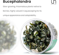 Ultum Nature Systems Live Tissue Culture - Bucephalandra Brownie Phoenix - Easy, Low-Med Light - Dark Green, Red, Purple Accent - Foreground to Midground - 100% Snail Free Grown In-Vitro - Regular Cup