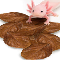 SunGrow 10-pack of large Indian almond leaves for axolotl and aquarium tanks