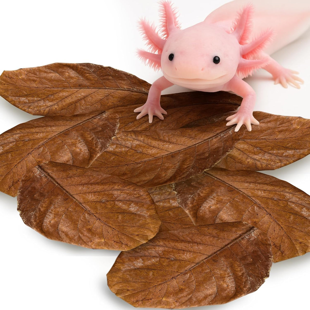 SunGrow 10-pack of large Indian almond leaves for axolotl and aquarium tanks