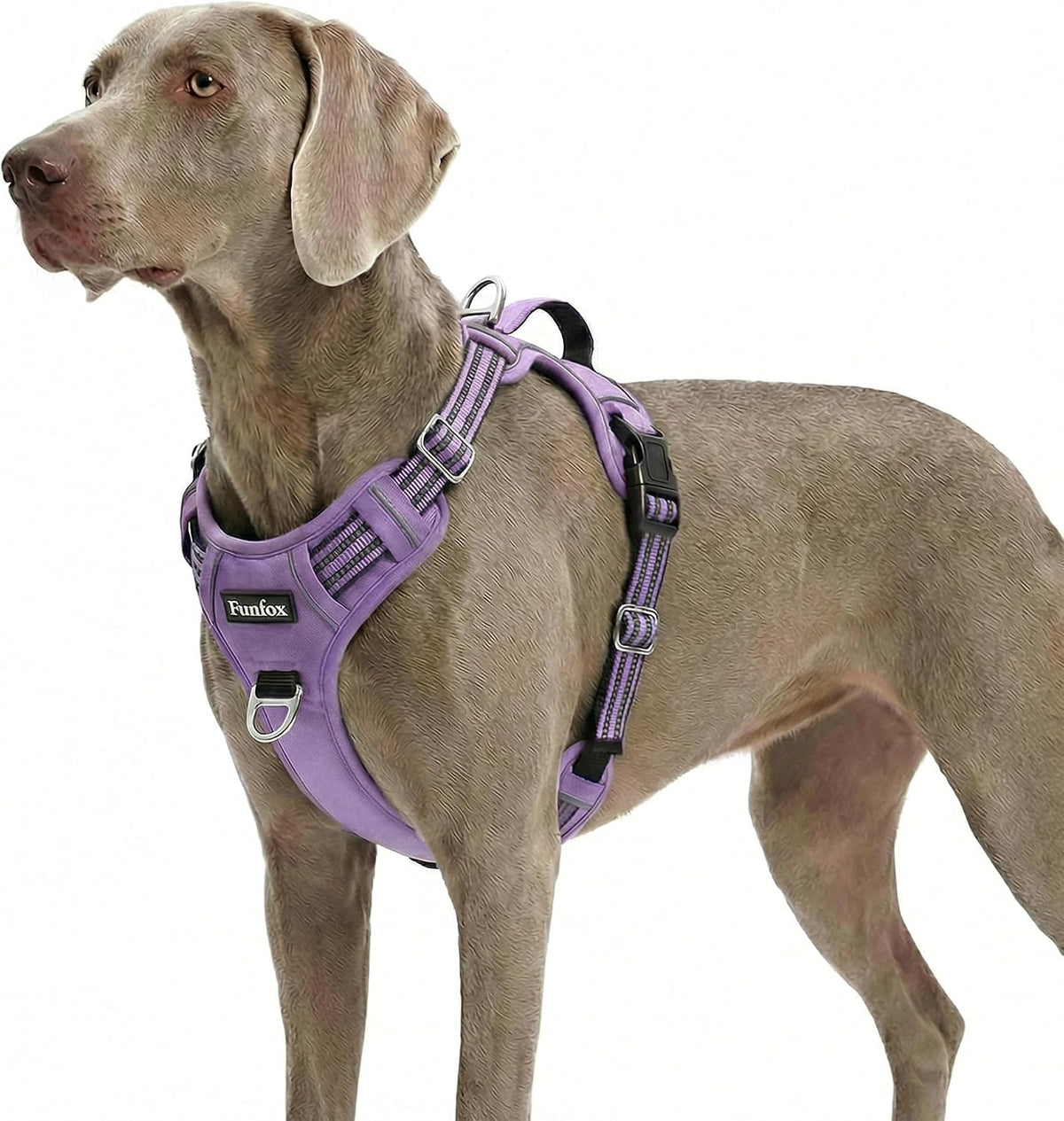 Funfox Dog Harness Medium Sized Dog - Purple / X-Large