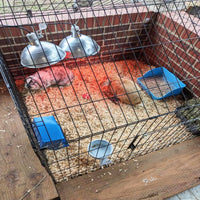 10Pcs Rabbit Litter Box Toilet - 【Blue】 - image 2