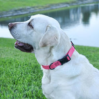 Dogline Biothane Waterproof Dog Collar with Quick Release Buckle Strong Coated Nylon Webbing with Odor- Proof for Easy Care Easy to Clean Fits Small Medium or Large Dogs, Pink 1" W 15-23" L