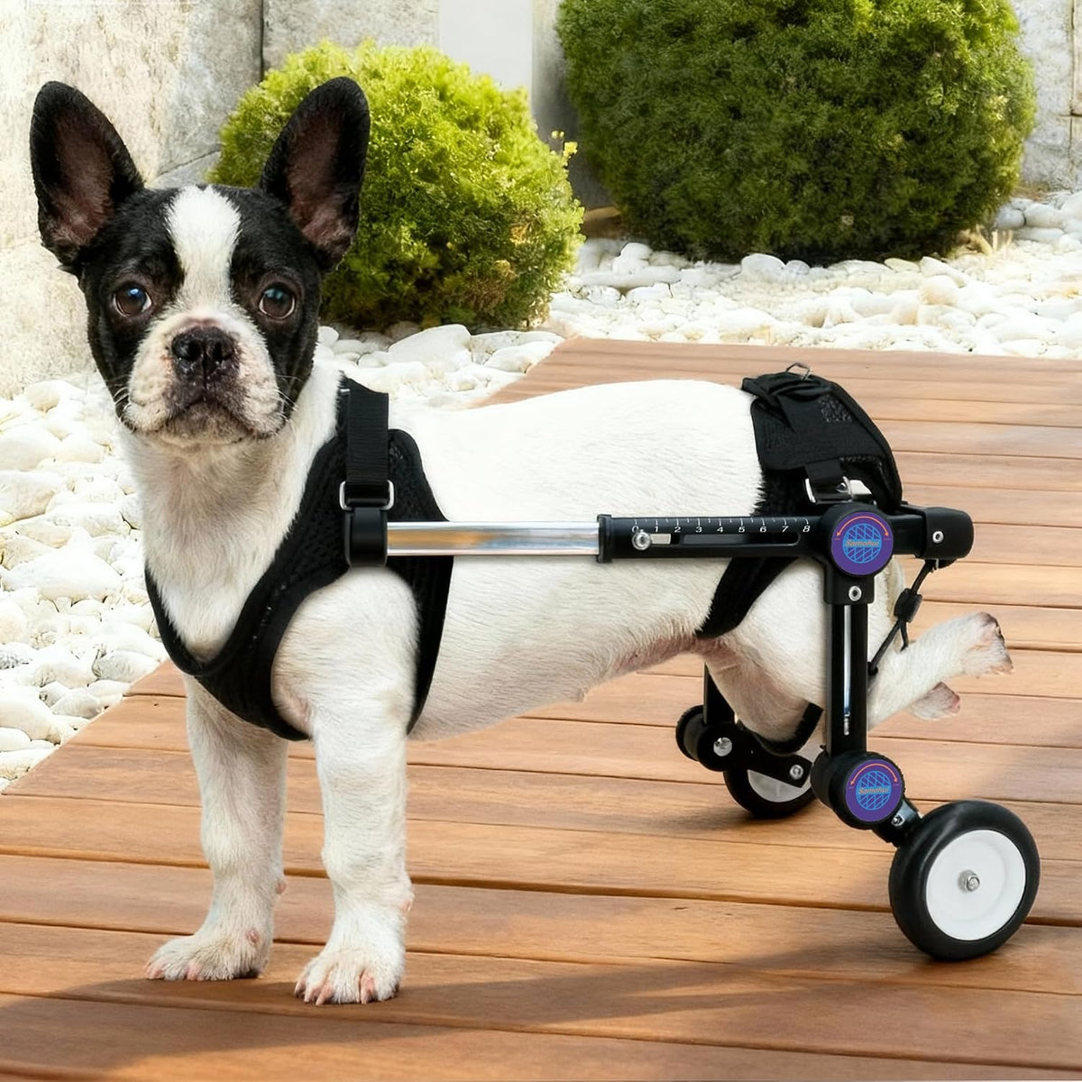 Dog Wheelchair for Back Legs, Adjustable Mobility Cart for Dog – Essentials for Dogs - Black for 6.3-11.3lb