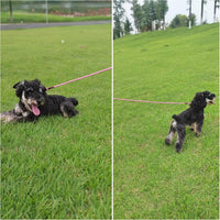 MayPaw Small Rope Dog Leash 6FT 8FT 10FT - 8ft*1/4" / pink - image 2