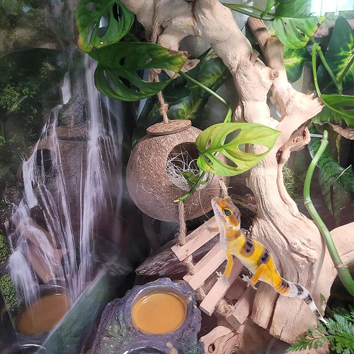 Lizard Coco Den with Ladder - 【Style A】 / 【With Ladder】 - image 4