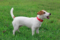 Mikivery Nylon Dog Collar with Quick Release Buckle Soft Adjustable Sturdy for Small Medium Large Dogs Red,L