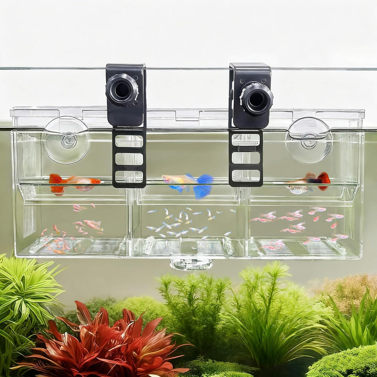 Triple-Chamber Fish Breeder Box for Fish Tank, Guppy Fry Nursery – Essentials for Fish - Triple-Chamber (10.23*3.62*4.33 IN)