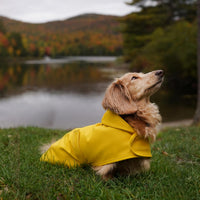 Long Dog Dachshund Raincoat, Waterproof Rain Jacket - Medium - image 2