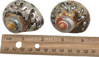 PEPPERLONELY 2 PC Hermit Crab Shells, Turbo Shells - 28#. African Sarmaticus Turbo Shell 2 Inch - image 2