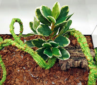 Reptile Plants Terrarium Decor, Reptile Tank Decorations - White and Green - image 4