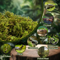 Sukh Sphagnum Moss for Reptiles, Green Terrarium Moss Substrate - 15.8 Ounces / Green - image 2