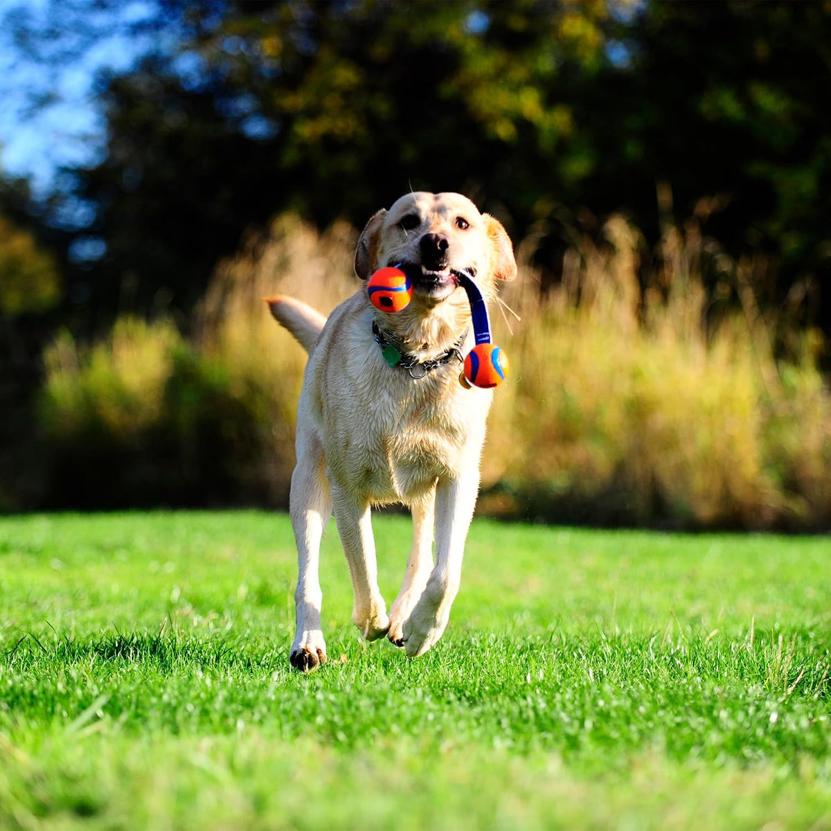 Chuckit! Ultra Tug Dog Toy - Small / Ultra Duo Tug - image 4