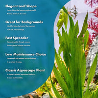 Live Plant - Tall Grass, Vallisneria Americana - Easy Care, Moderate to High Light, Bright Green Accent, Freshwater Aquatic Plant for Aquascaping - Lead Bunch