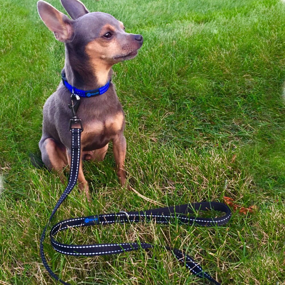 Max and Neo Reflective Nylon Dog Leash - 6 FT x 5/8" Wide / BLUE - image 4