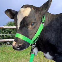 XUANNIAO Easily Adjustable Figure 8 Cow Halter, Double-Ply Premium Livestock Cattle Halters, Colorful Cow Utility Calf Halter with Leading Rope for Miniature Horse Donkey Goat Foal (Large, Green)