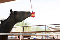 Horsemen's Pride Stall Snack Treat Holder & Refill for Horses; Apple Flavor