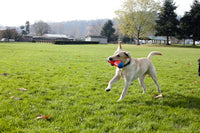 Triangular Fetch & Tug Dog Toy by Chuckit! – Essentials for Dogs - Medium / Tumbler Bumper - image 3