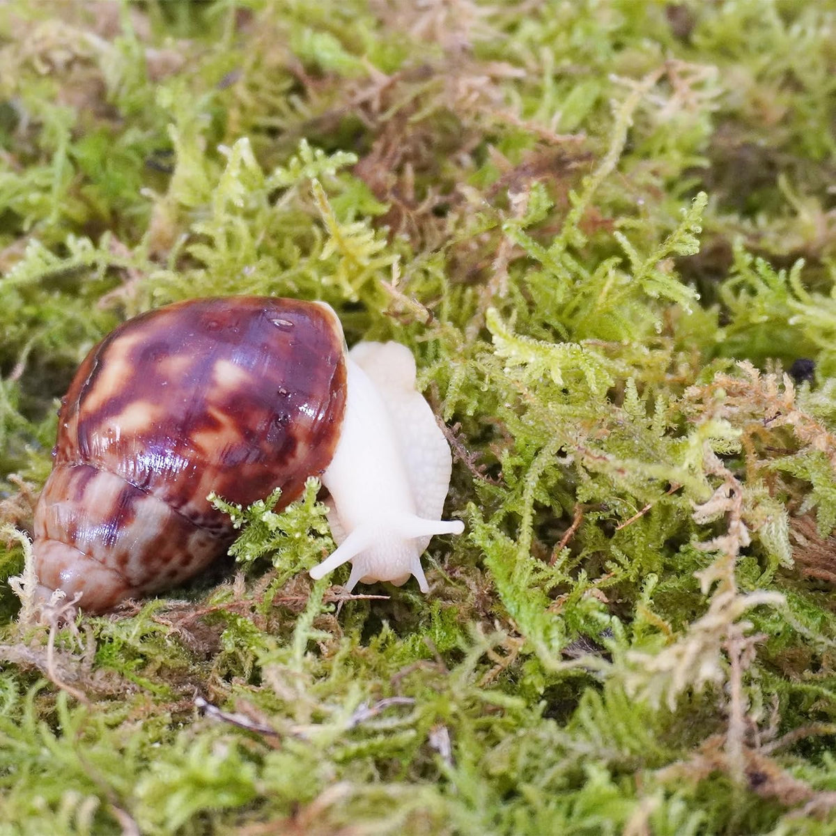 Natural Moss for Pet Snails - image 3