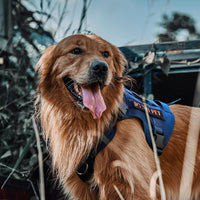 OneTigris Tactical Dog Harness No-Pull Service Vest for Medium Large - Medium / Blue - image 2