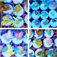 Ceramic White Coralline Coral frag Plugs Coral frag Base Round 20pc – Essentials for Fish - round，24mm，70pcs - image 4