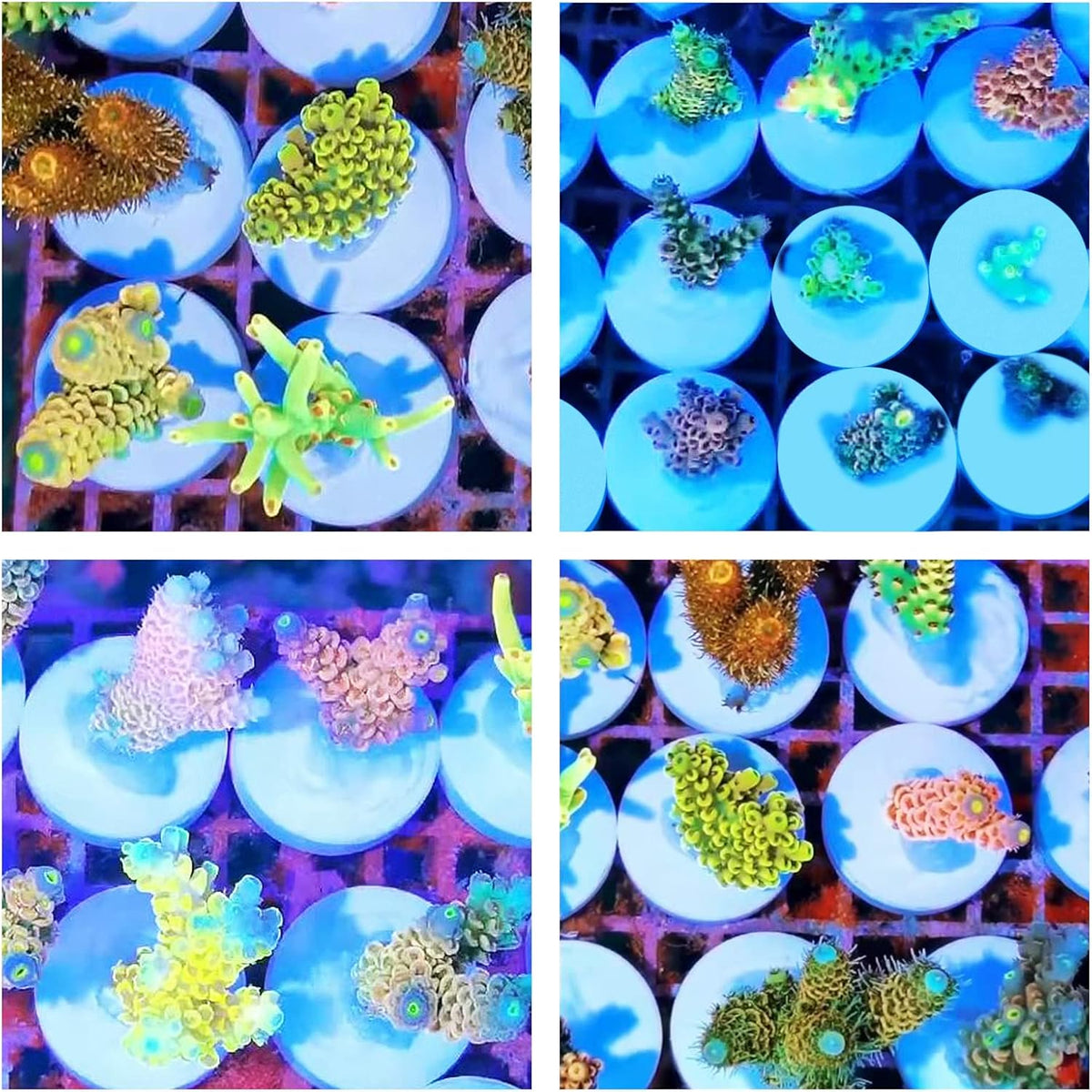 Ceramic White Coralline Coral frag Plugs Coral frag Base Round 20pc – Essentials for Fish - round，24mm，70pcs - image 4