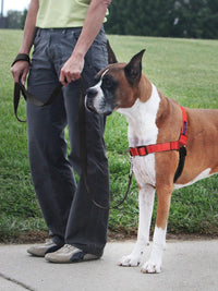 PetSafe Easy Walk Deluxe Dog Harness, No Pull Dog Harness - Medium/Large / Rose Red - image 2