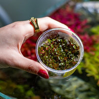 Ultum Nature Systems Mini Alternanthera Reineckii Red Stem Tissue Culture Live Plant for Aquarium, Aquascape, Freshwater Fish Tanks - 100% Snail Free in Vitro