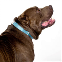 Country Brook Petz - Premium Nylon Dog Collar with Metal Buckle for Small Medium Large Breeds - 30+ - Extra Large (Pack of 1) / Ocean Blue - image 2