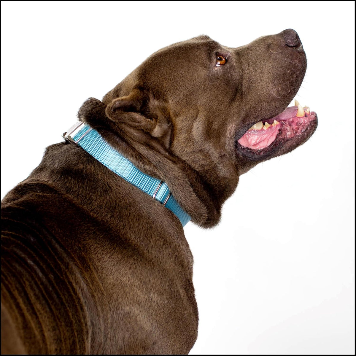 Country Brook Petz - Premium Nylon Dog Collar with Metal Buckle for Small Medium Large Breeds - 30+ - Extra Large (Pack of 1) / Ocean Blue - image 2