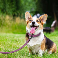 Didog Soft Padded Leather Dog Collar and Leash Set, Heavy Duty Dog Leash and Collar Set with Metal Buckle, Breathable Dog Collars with 4FT Leather Dog Leash for Small Medium Large Dogs, Purple, M