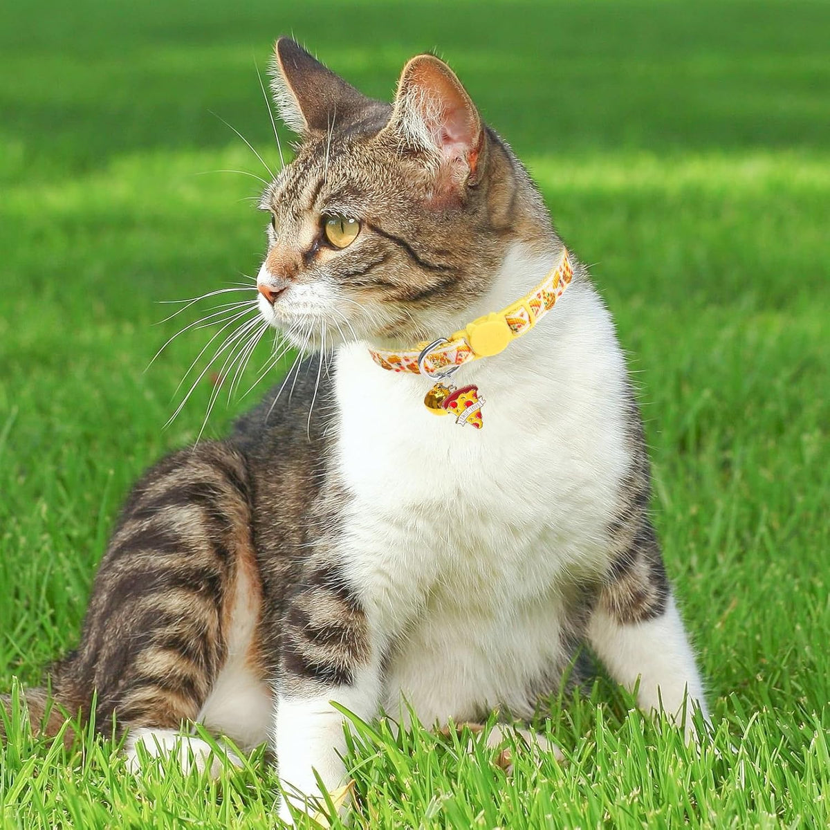 BINGPET Halloween Cat Collar Breakaway - Food - image 2