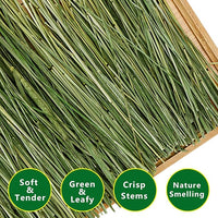 Timothy Hay Premium Hay for Rabbits Guinea Pig Chinchilla- Natural Fresh Hay Hand Selected 6.6LBS (1.1lbs, 6 Pack)
