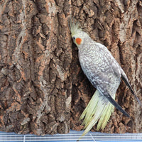 2 Pack 12 x 8 Inch 100% Natural Cork Perch - 16×12 Inches - image 4